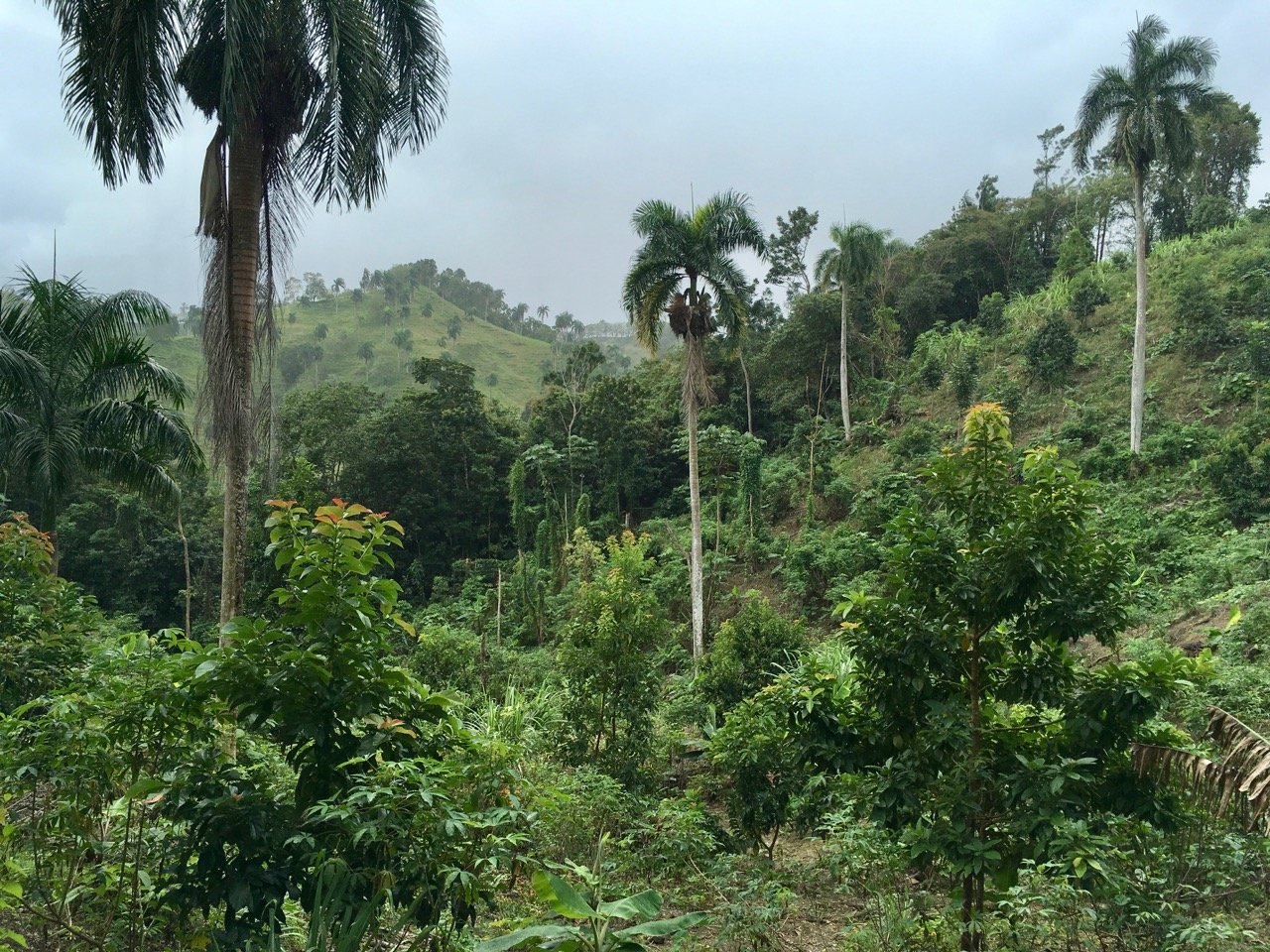 land for sale in Las Caoba