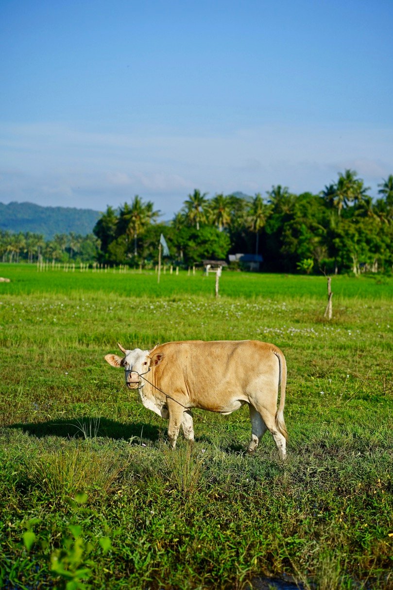 Животноводство Провинция Эспайльят