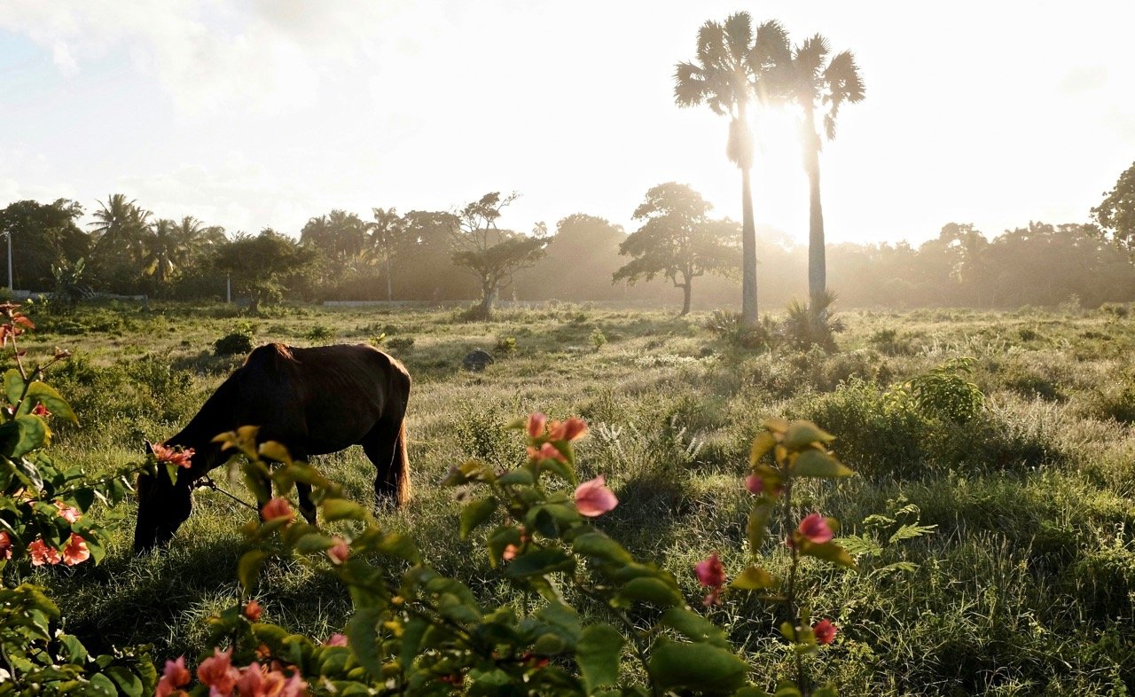 Livestock farming in the Dominican Republic