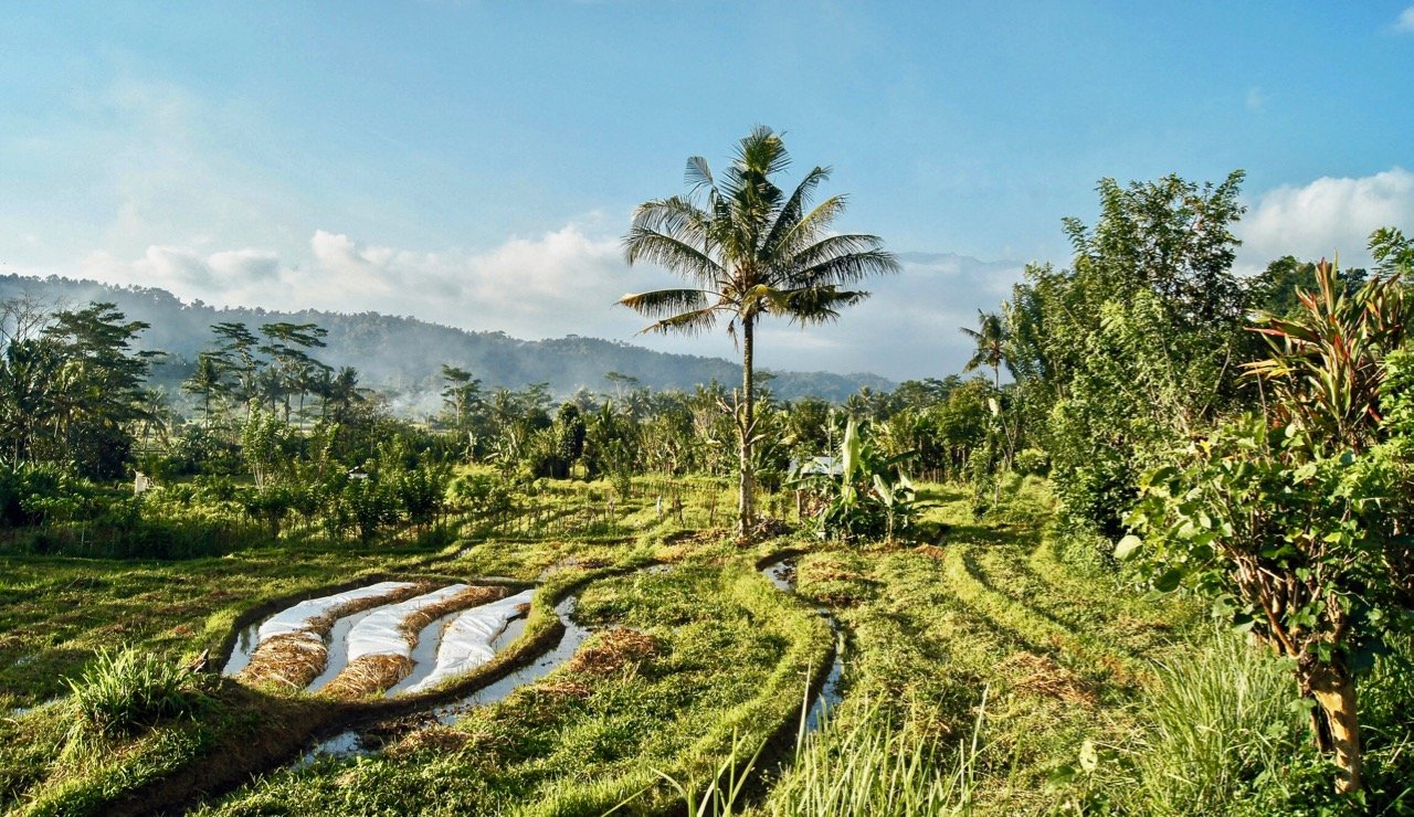 La agricultura en la República Dominicana